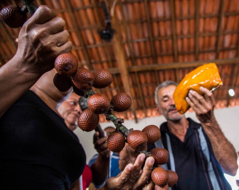 O buriti, fruto tradicional do Cerrado