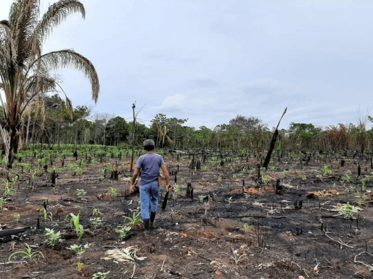 Campo recién plantado en el área quemada de forma controlada por el pueblo Apinajé. Foto: Antônio da Conceição Veríssimo