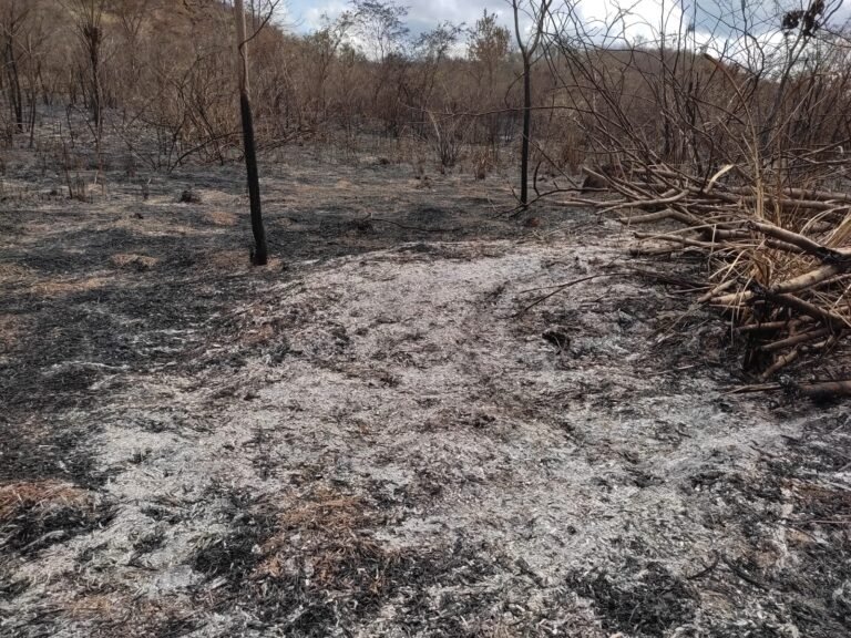 Cicatrices del incendio criminal en el territorio. Foto: Raniere Roseira, agente de la CPT Regional Maranhão.