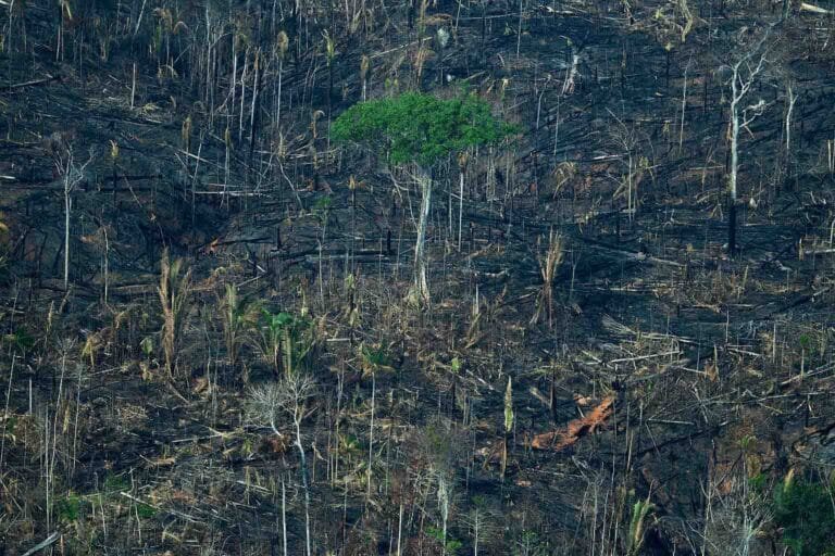 Deforestación en la Tierra Indígena Karipuna, septiembre de 2021. Foto: Christian Braga/Greenpeace.